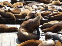 Les otaries de Fisherman's Warf