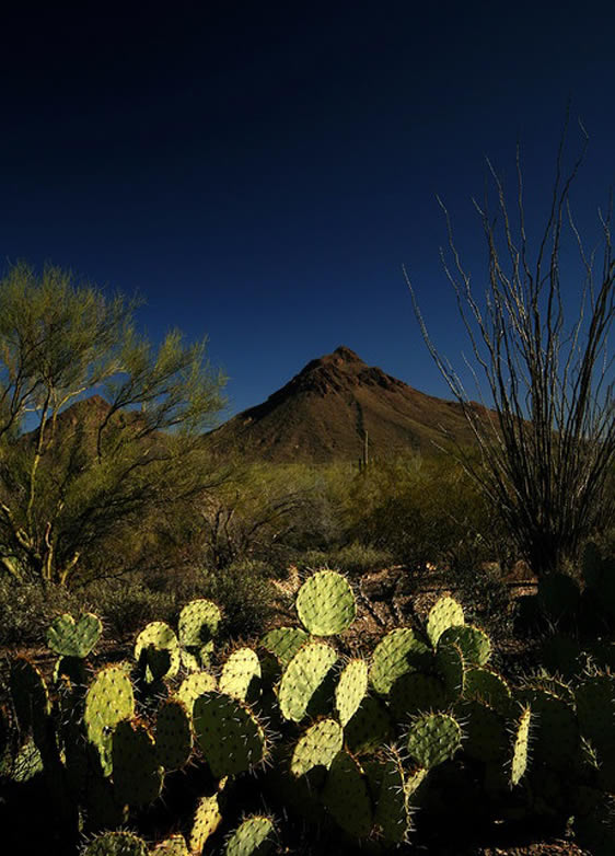 Saguaro National Park