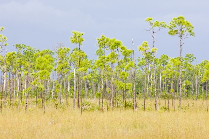 Everglades National Park