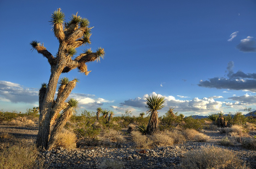 Joshua Tree National Park