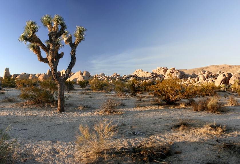 Joshua Tree National Park