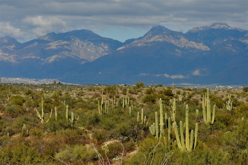 Saguaro National Park