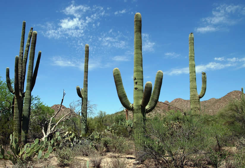 Saguaro National Park