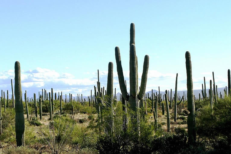 Saguaro National Park