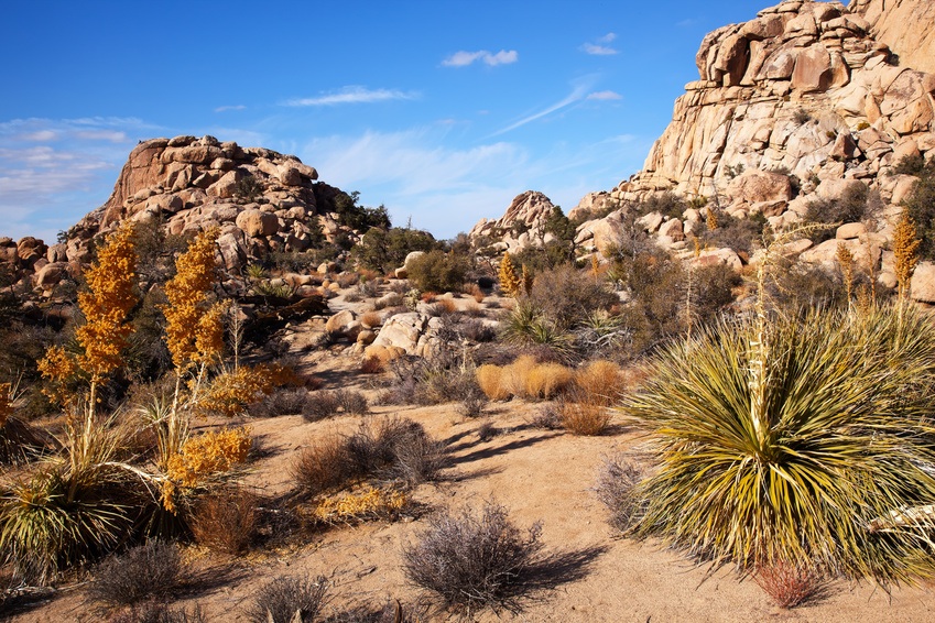 Joshua Tree National Park