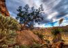 Joshua Tree National Park