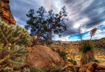 Joshua Tree National Park