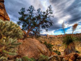 Joshua Tree National Park