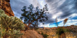 Joshua Tree National Park