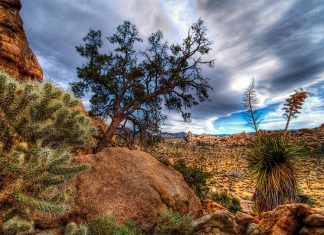 Joshua Tree National Park