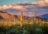 Saguaro National Park