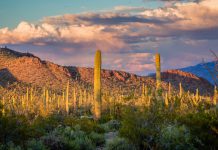 Saguaro National Park