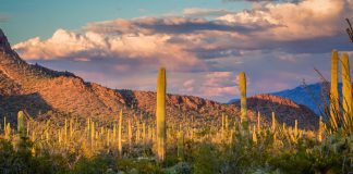 Saguaro National Park