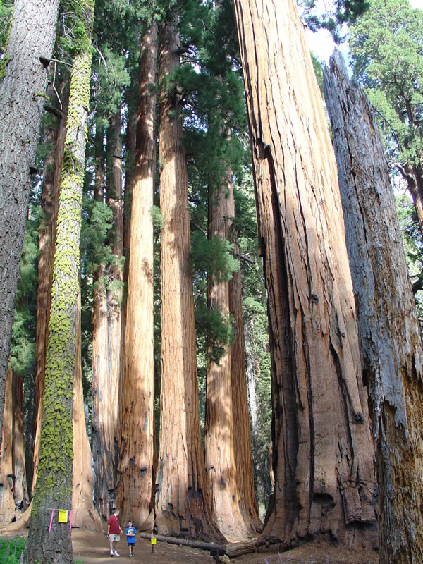 sequoia-park