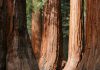 Giant Sequoia