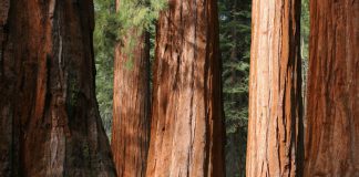 Giant Sequoia