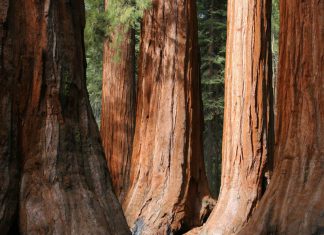 Giant Sequoia