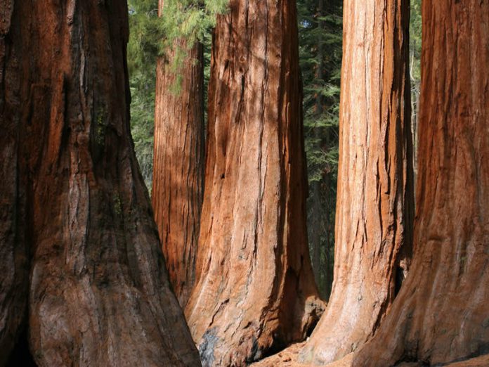 Giant Sequoia