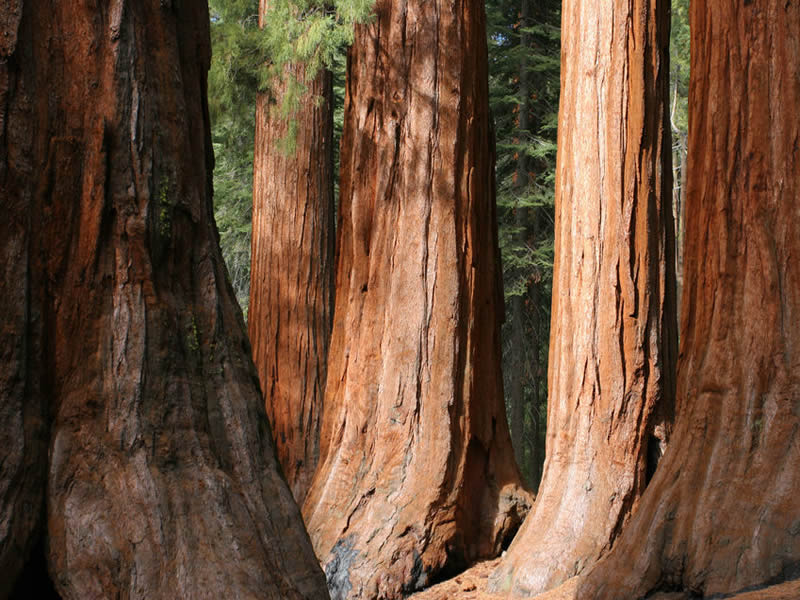 sequoia-park