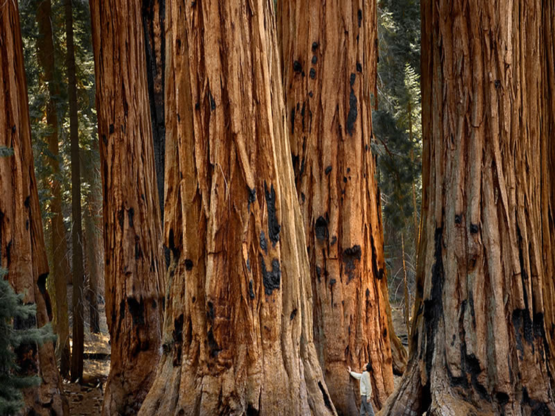 Giant Sequoia