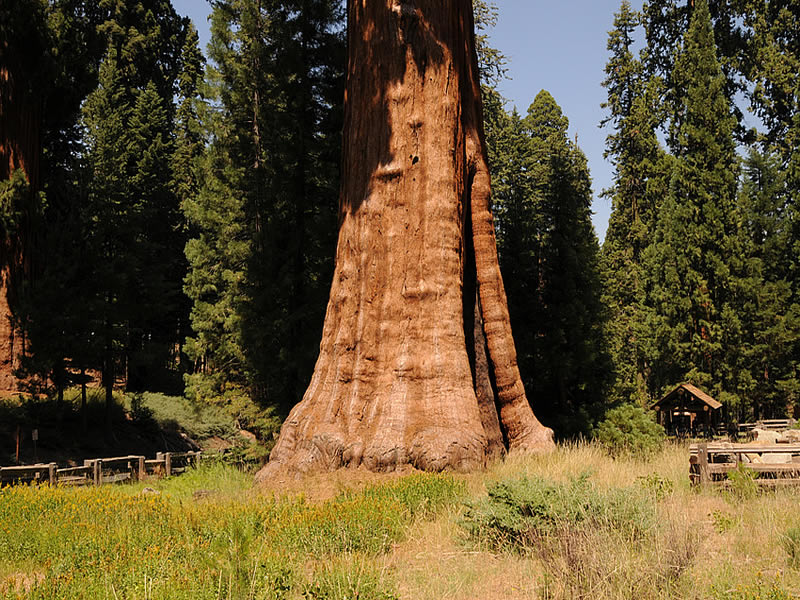 sequoia-park