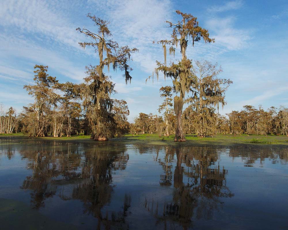 bayou Nouvelle-Orléans