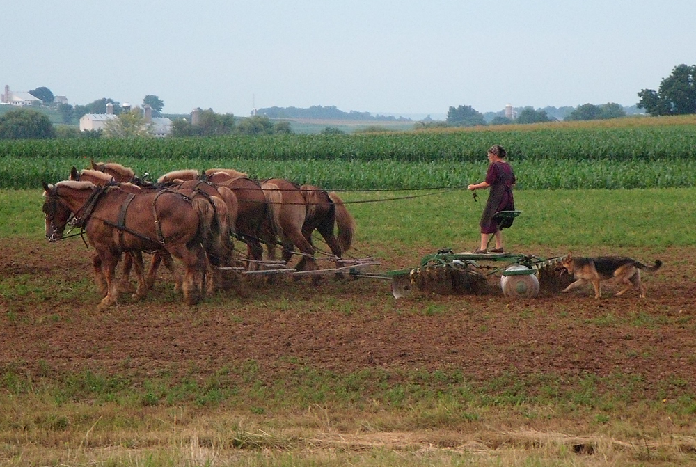 Les Amish : Culture d'un champ
