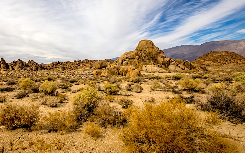 lone pine