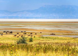 Antelope Island State Park