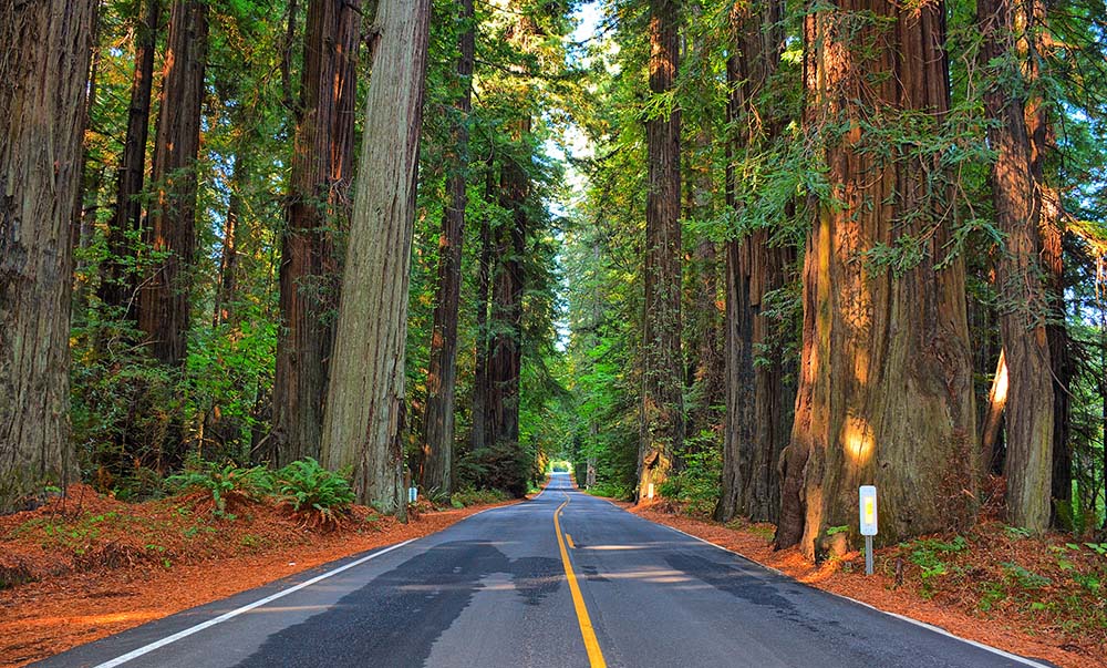 Humboldt Redwoods State Park