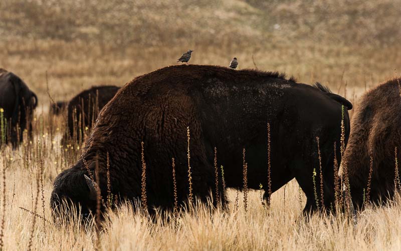 Antelope Island State Park