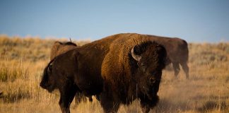 bison