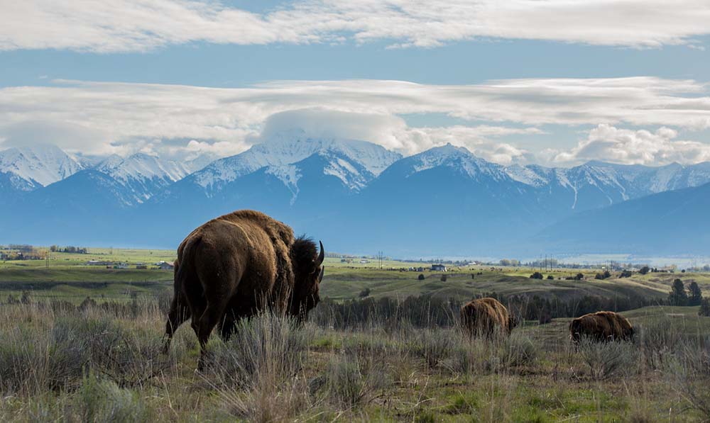 bison