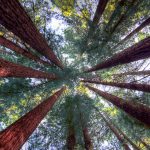 Humboldt Redwoods State Park