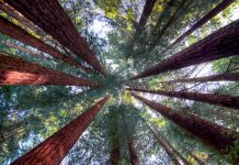 Humboldt Redwoods State Park