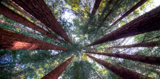 Humboldt Redwoods State Park