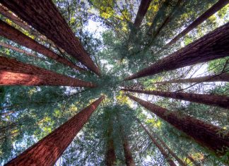 Humboldt Redwoods State Park