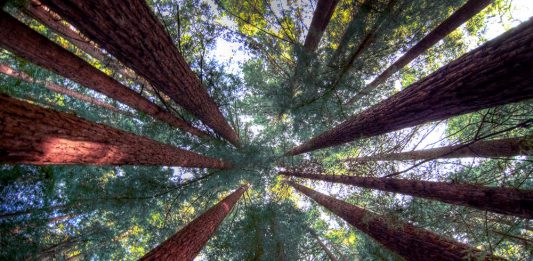 Humboldt Redwoods State Park