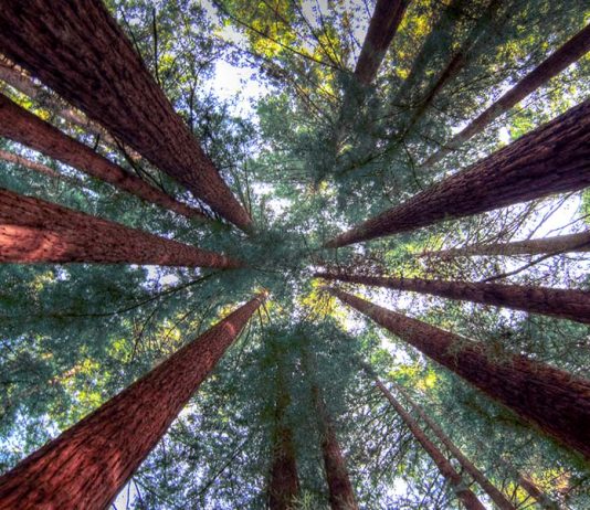 Humboldt Redwoods State Park