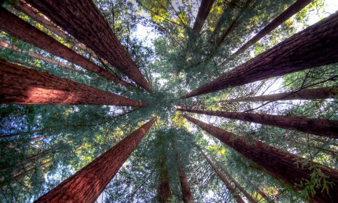 Humboldt Redwoods State Park