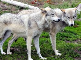 loups à Yellowstone