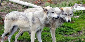 loups à Yellowstone