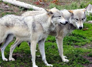 loups à Yellowstone