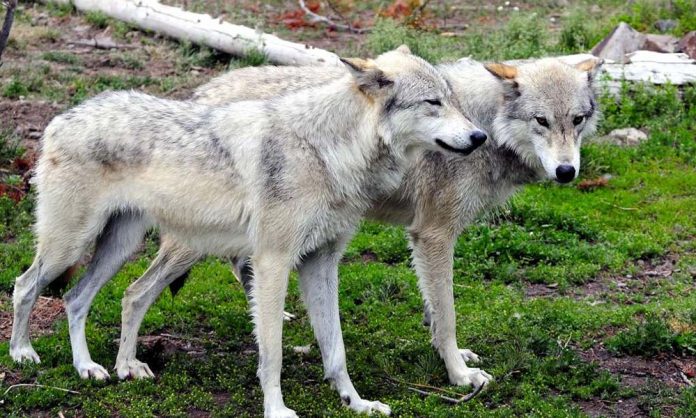 loups à Yellowstone