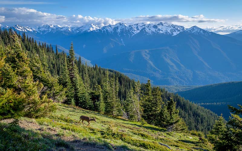 Olympic National Park