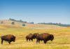 Custer State Park
