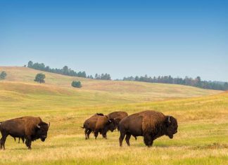 Custer State Park