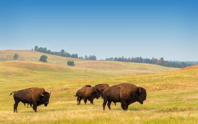 Custer State Park