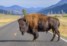 ouest americain en 5 semaines yellowstone
