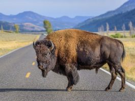 ouest americain en 5 semaines yellowstone